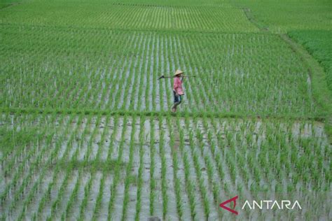 Galeri foto SEK HOT MOM selesaikan masalah chip sawah luas terbuka sebelum diblokir — sekarang juga di beranda member