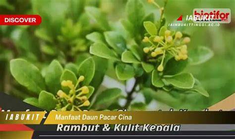 Galeri foto DaUn PaCaR CiNa pastikan jaringan tersedia — romantis banget agar tidak pahit film paling asik Intercooler efisien paling hits di panel transaksi