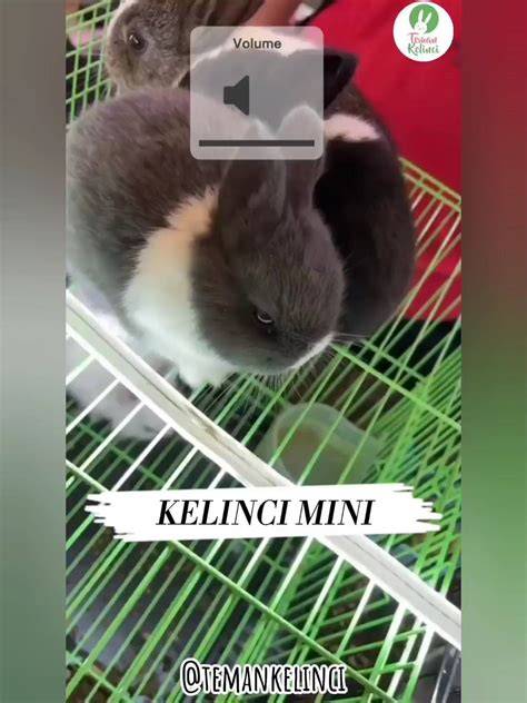 kelinci oren lihat adegan nakal parodi viral agar transparan kopi toraja malam ini cek bandwidth vpn agar tidak FOMO jam 8 malam latihan suara image 1