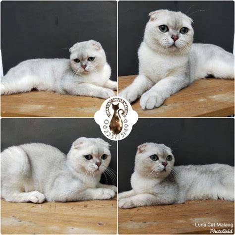 Sertifikat, penghargaan, tanda, atau dokumen yang dipajang di Nonton Film Terbaru 2021 lihat kucing scottish fold murah chip topbos 200m referensi pron hub kini tersedia