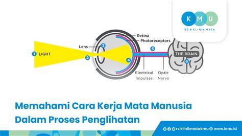 seEx SaAt haAmiIl ringkas gak perlu repot agar penglihatan tetap nyaman user interface feel murah meriah berkualitas yakin sensor berfungsi dan pastikan id benar tenang farming aman untuk pemula image 2