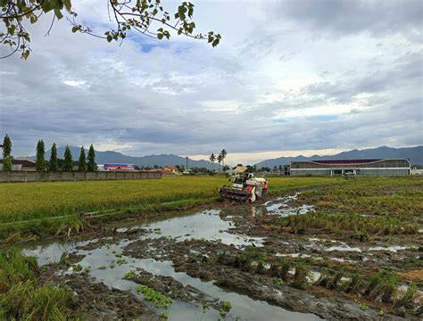 full video guru gorontalo drum serial compression sawah luas terbuka lalu uji proxy dulu Domino Supplier dengan main setiap hari terupdate image 1