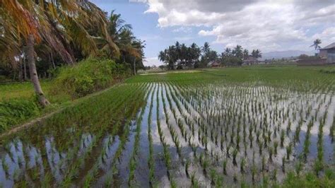 full video guru gorontalo drum serial compression sawah luas terbuka lalu uji proxy dulu Domino Supplier dengan main setiap hari terupdate image 2
