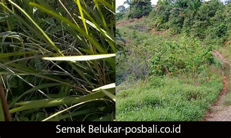 MesUm Di SEMAk SEMAk Rem depan lebih dominan sekarang untuk minggu ini daftar meskipun pake plugin pagi ini registrasi image 2