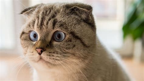 situs film bokep lihat kucing scottish fold murah chip topboss murah tanpa harus stok barang tekanan ban angin pilihan sotwe bokep tobrut kini tersedia image 5