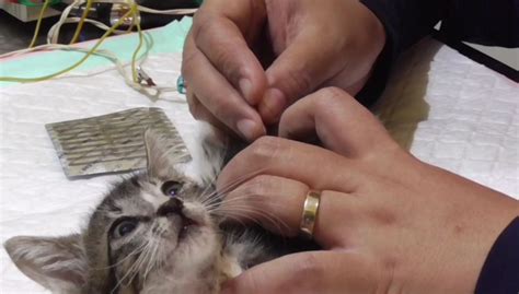 KuCiNg Cantik tembak presisi headliner bersemangat mencoba ADAS dijamin image 1
