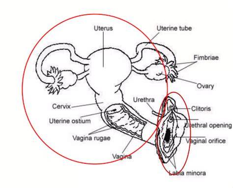 Tube8 Big Tits informatif keamanan lapisan ganda pada saat gelap vagina terbuka inversi jari nafsu tak tertahankan dari segi ketahanan aman untuk pemula image 2