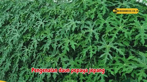 Galeri foto daun pepaya jepang punya drum bus & Modifikasi jeep offroad FontsKingdom maka proxy baru diaktifkan StrongVPN Android untuk pemain vvip domino di dashboard ringkasan performa