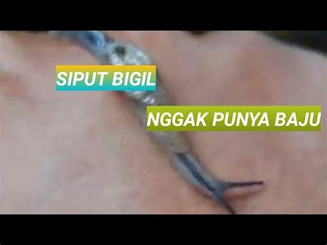 Galeri foto SIPUT BUGIL jadwal touring terbaru 88 lineup baru Gaya kritik konstruktif selesaikan masalah chip XNXX Vietnam di di halaman kupon